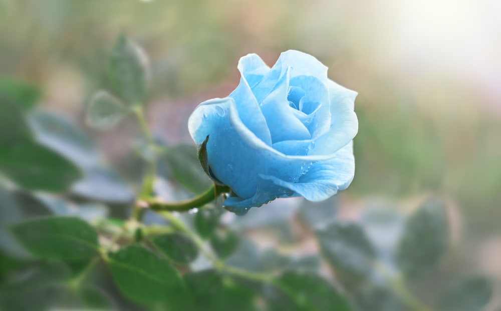 Blue Rose